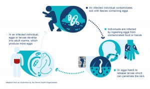 Intestinal-Worm-Infection+Lifecycle