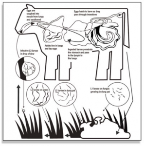 Life-Cycle of Internal Parasites